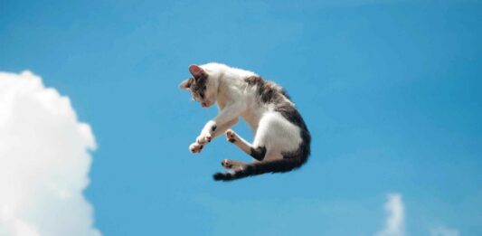 ¿Por qué los gatos siempre caen de pie? | Lo que dice la ciencia los gatos caen parados