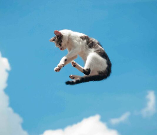 los gatos caen parados