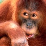 orangutanes inteligentes