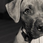 Fumar causa dano tambien a mascotas