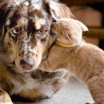 Fumar causa daño también a mascotas