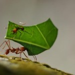 Hormigas levantar su propio peso
