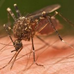 mosquito arma nazi