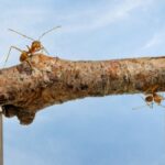 ants-carrying-wood-across-channel-teamwork-concept-picture-id825082608