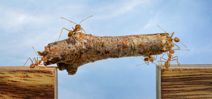 La hormiga es el animal más fuerte del mundo