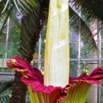 Amorphophallus