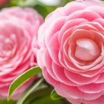 closeup-of-pastel-pink-camellia-japonica-flowers-blooming-bush-in-the-picture-id1182619325