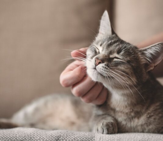 Beneficios del ronroneo de los gatos