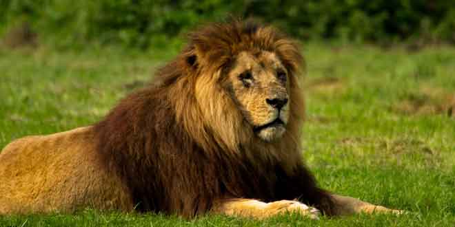 leon-salva-niña-en-etiopia