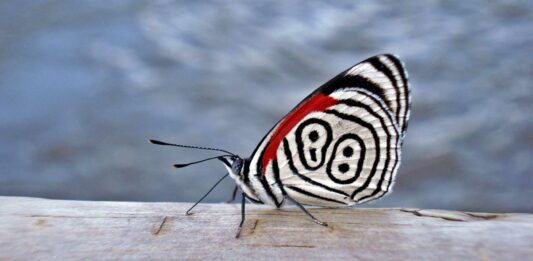 La mariposa 88 y 89 | Una curiosa especie con números en sus alas mariposa 88