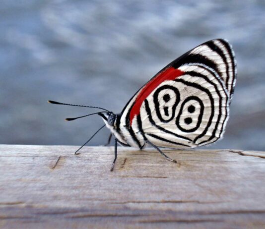 La mariposa 88 y 89 | Una curiosa especie con números en sus alas mariposa 88