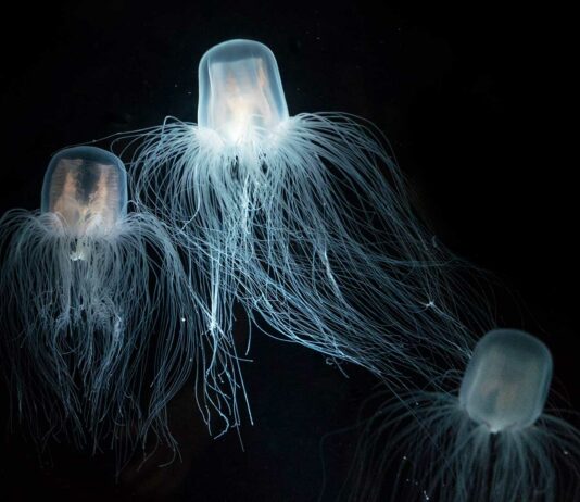 medusa Turritopsis Nutricula