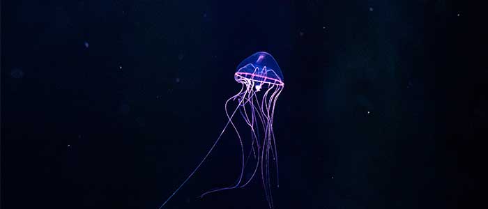 medusa Turritopsis Nutricula