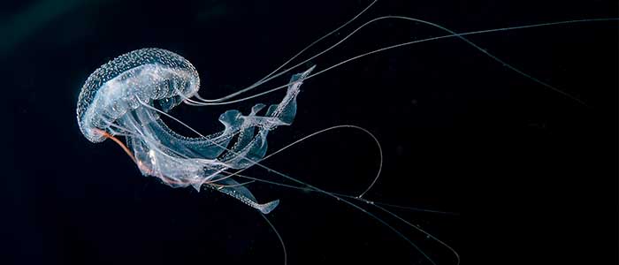 medusa inmortal