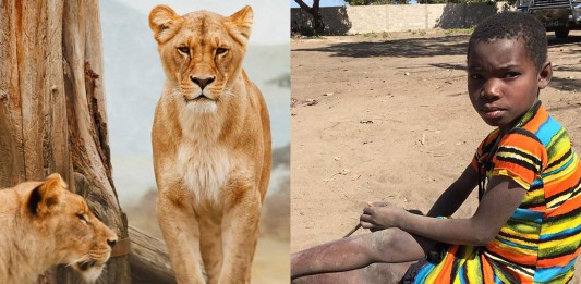 Leones salvan a una niña de sus secuestradores