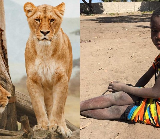 Leones salvan a una niña de sus secuestradores Leones salvan a una niña de sus secuestradores