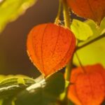 orange-flowers-grow-on-a-green-trunk-physalis-selective-focus-copy-picture-id1273858190