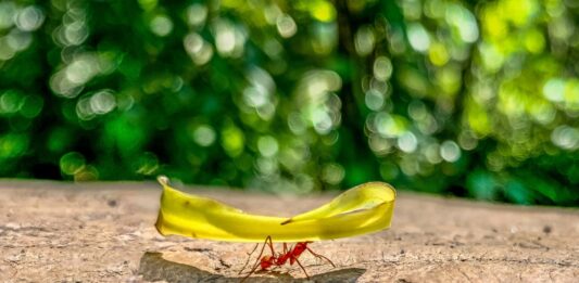 ¿Cuánto peso puede cargar una hormiga? | ¿Es el animal más fuerte del mundo? Cuánto peso puede cargar una hormiga