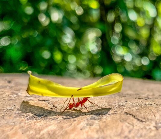 ¿Cuánto peso puede cargar una hormiga? | ¿Es el animal más fuerte del mundo? Cuánto peso puede cargar una hormiga