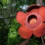 rare-rafflesia-arnoldii-picture-id1255700596