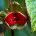 flores más raras del mundo