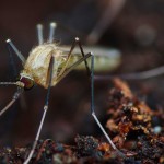 Los nazis y su arma biológica secreta: los mosquitos