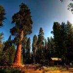 arboles secuoya