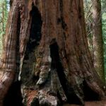 arboles secuoya