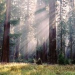 bosque de secuoyas