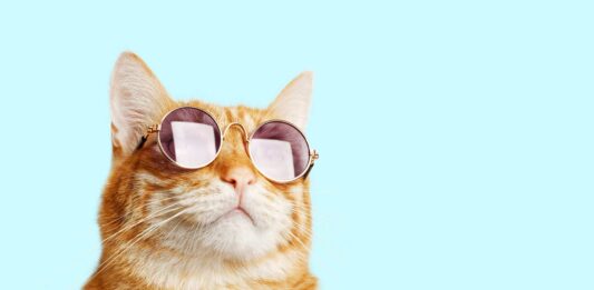 ¿Cómo es la visión de los gatos? | Descubre cómo ven el mundo como es la vision de los gatos