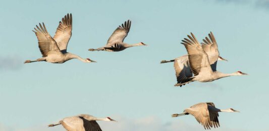como se orientan las aves migratorias