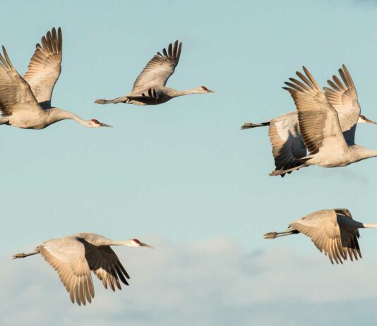 ¿Cómo se orientan las aves migratorias? | La brújula de su cerebro como se orientan las aves migratorias
