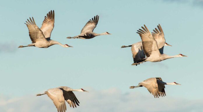 como se orientan las aves migratorias