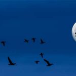 como se orientan las aves migratorias