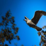 ¿Cómo se orientan las aves en sus vuelos?