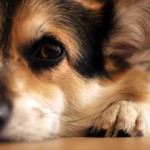 ¿Sabes-que-tu-perro-nota-cuando-estás-triste-