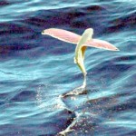 Exocoetidae pez volador
