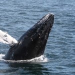 La ballena más triste del mundo