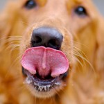 !Lo tengo en la punta de la lengua! ¿A qué se debe?