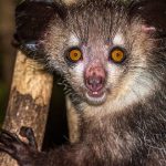 animales curiosos, animales más curiosos, aye-aye