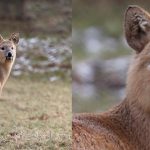 animales curiosos, animales más curiosos, ciervo acuático chino