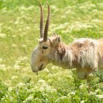animales curiosos, animales más curiosos, saiga