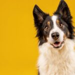 crazy-looking-black-and-white-border-collie-dog-say-looking-intently-picture-id1213516345