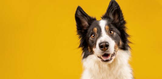 ¿Los perros pueden oler enfermedades? | Las que pueden detectar Los perros pueden oler enfermedades