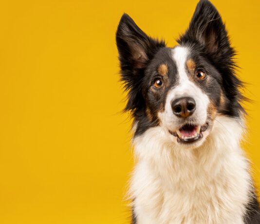 ¿Los perros pueden oler enfermedades? | Las que pueden detectar Los perros pueden oler enfermedades