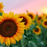 field-of-young-orange-sunflowers-picture-id1255934700