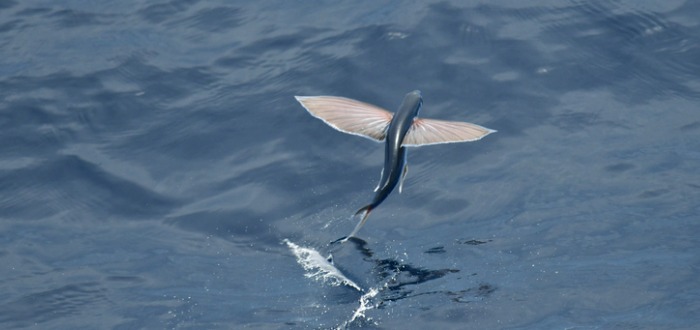 El pez volador 