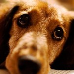 perros olfato epilepsia narcolepsia diabetes