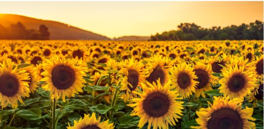 Por qué los girasoles siguen al sol | ¿Cuándo dejan de hacerlo? Por qué los girasoles siguen al sol