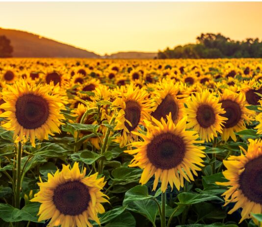 Por qué los girasoles siguen al sol | ¿Cuándo dejan de hacerlo? Por qué los girasoles siguen al sol